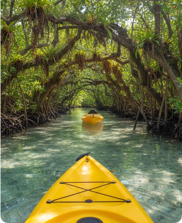 Yellow rental kayak traveling through a South Florida mangrove tunnel