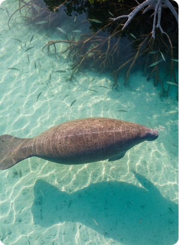 Manatee swimming in clear South Florida water near a kayak